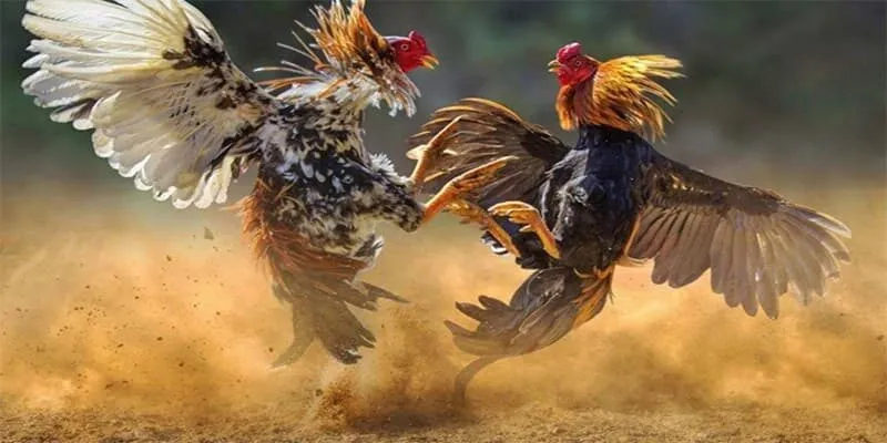 Khả năng phát hiện đối thủ từ xa và né đòn cực kỳ hiệu quả