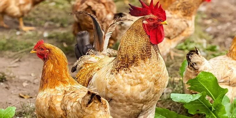 Kiểm tra da và lông thường xuyên để phát hiện sớm các bệnh về da hoặc ký sinh trùng