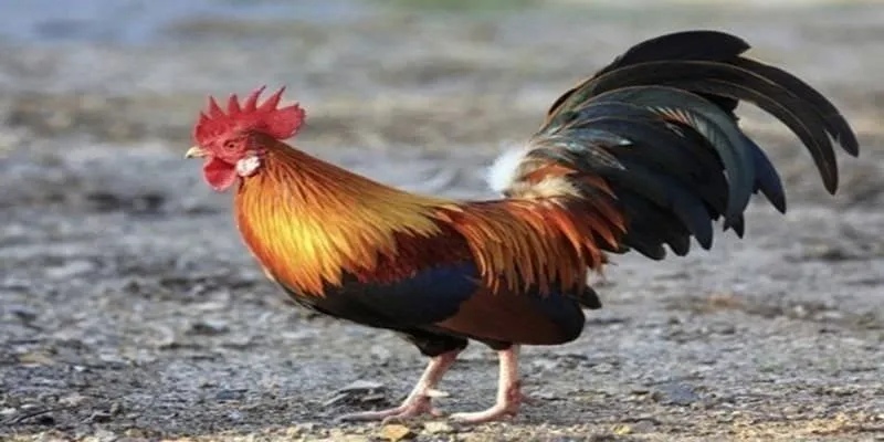 Đôi mắt đỏ rực được xem như ngọn lửa giúp xua đuổi tà khí và thu hút năng lượng tích cực