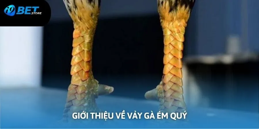Giới thiệu về vảy gà ém quý